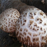 鮮香菇-采購干香菇和鮮香菇一批,共5000公斤,產地最好湖南``采購平臺求購產品詳情