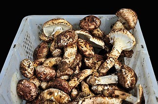 松茸菌產品實物圖片免費下載