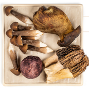 松茸與姬松茸,一字之差竟相差甚遠