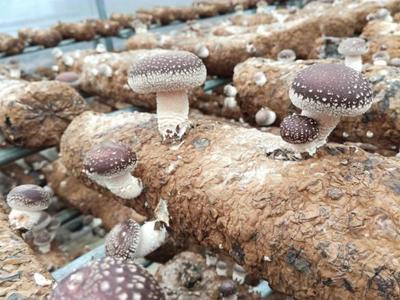 用礦泉水種香菇?這個食用菌厲害了|羅彬|香菇|食用菌_新浪新聞