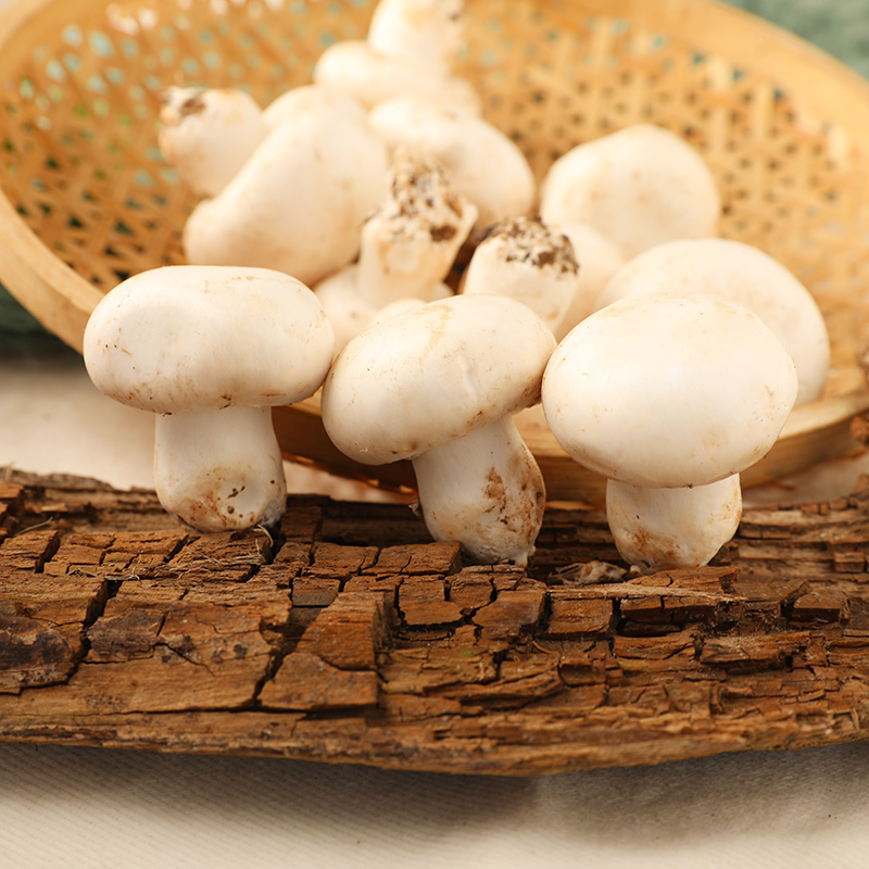 北京密云新鮮口蘑雙孢菇精選食用菌火鍋食材產地直發300g裝白蘑菇