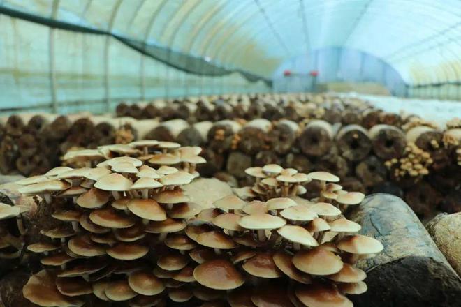 磐石取柴河鎮:食用菌喜獲豐收 新鮮上市