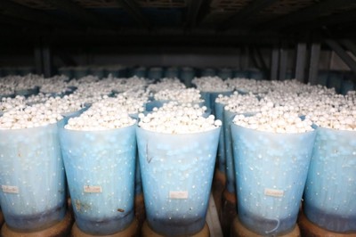 2024食用菌產業數智化創新發展大會觀摩會&ldquo;京&rdquo;彩紛呈