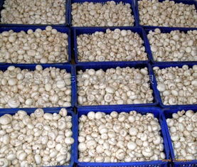 巨豐食用菌產品 產品圖片 加盟店怎么樣