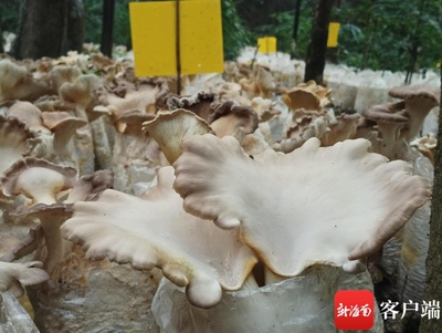 利用數字鄉村建設讓鄉親共享"數字紅利" 江西廣昌縣這么做