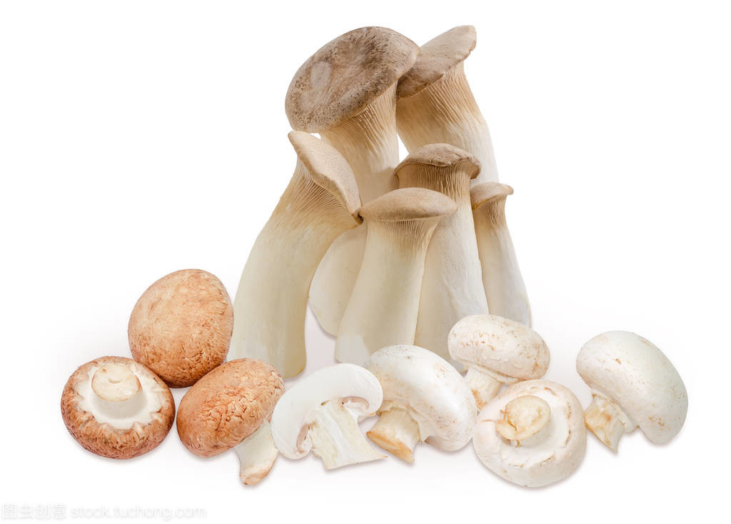 白色背景下不同的生栽培食用菌