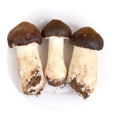 竹林赤松茸博愛竹林特產野生食用菌- 商品詳情- 喜買甄選原產地平價產品