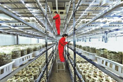 小小海鮮菇開啟致富路(圖)_網易新聞中心