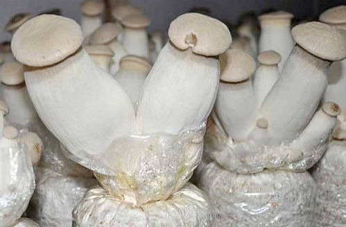 食用菌種植 杏鮑菇鏈孢霉如何防治