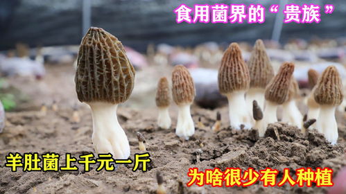 食用菌界的 貴族 ,羊肚菌上千元一斤,為啥很少有人種植