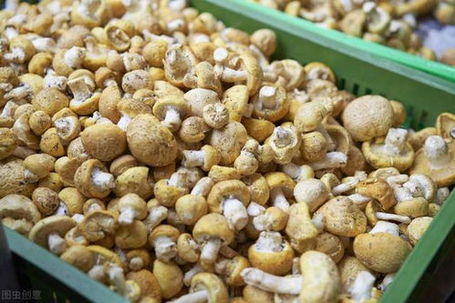 食用菌5000多種,松茸為什么如此昂貴 看看松茸的生長過程