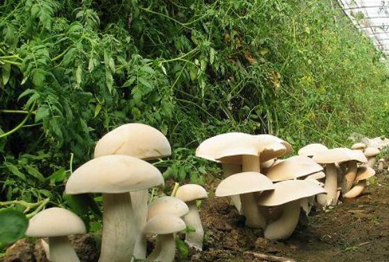 殘疾人放棄吃低保,種植食用菌成功脫貧