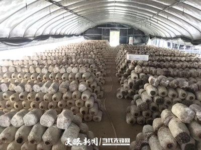 小小食用菌 致富好產業,貴安新區高峰鎮橋頭村探索新產業助力鄉村發展