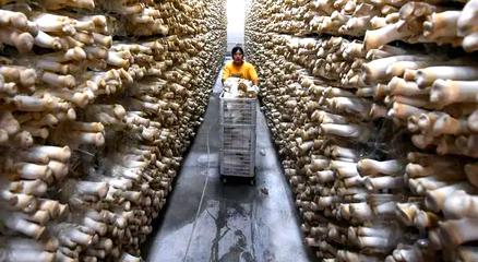 連云港灌南:&ldquo;菌都&rdquo;名片閃耀 小菌菇釋放大&ldquo;蘑&rdquo;力