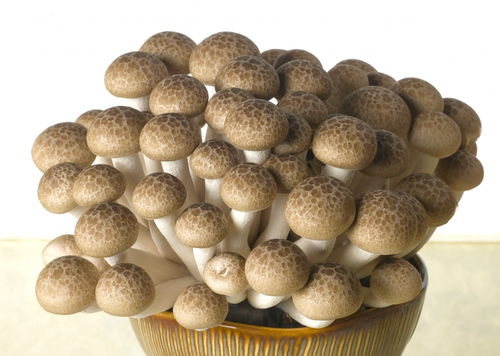 粵北首家工廠化栽培的食用菌企業 日產鮮菇50噸,年產1.6萬噸