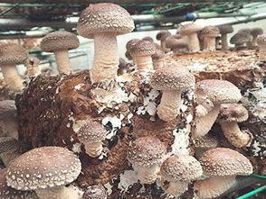 中盛永基食用菌微工廠本錢高嗎