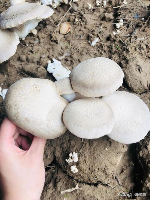 稀有食用菌 扇貝菇在巨鹿上市啦