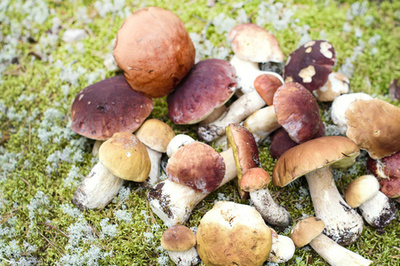 食用菌在森林里