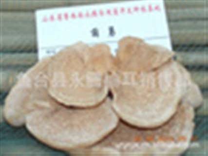 山東食用菌榆耳常年對外培訓食用菌榆耳種植技術