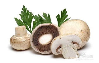 食用菌鮮為人知的五大秘密武器