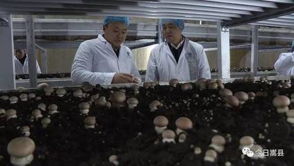 徐新率隊赴平頂山市葉縣綠筑菌業工廠化種植基地考察