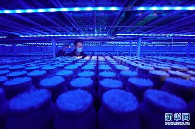 河北臨西:工廠化食用菌培育助增收