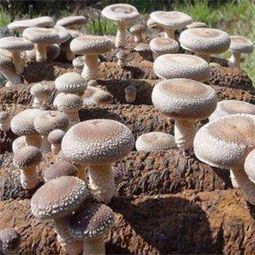 曾志長食用菌加盟店