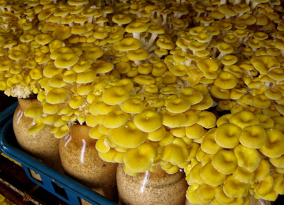 日本:榆黃蘑成為國際食用菌市場搶手品種_國際新聞_食用菌新聞_中國食用菌商務(wù)網(wǎng)