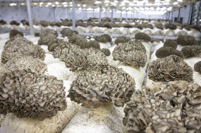 永大菌業(yè):積極培育食用菌新品種