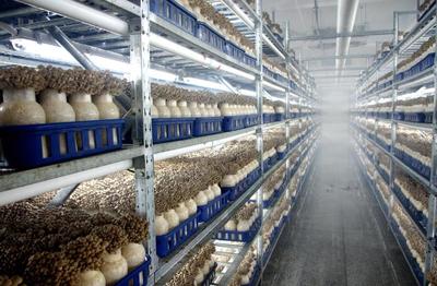 韶關(guān)曲江:打造大灣區(qū)優(yōu)質(zhì)食用菌基地