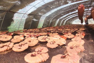 霧松砬子靈芝種植基地:解鎖鄉(xiāng)村振興密碼,擴(kuò)寬農(nóng)戶致富路