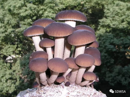 食用菌王國里的追夢者 劉葉高