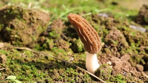 勞模風(fēng)采丨周晴晴 做強(qiáng)食用菌產(chǎn)業(yè) 帶領(lǐng)群眾共同致富