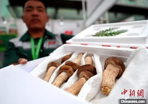 漳州 中國蘑菇節,蘑菇diy受關注