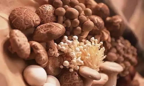 淺談食用菌的營養與保健 藥用價值