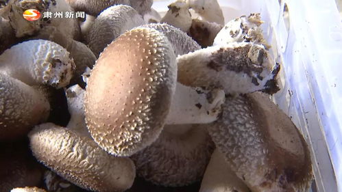 致富經 小小食用菌 致富 黃金傘