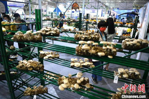 第三屆中國食用菌產業博覽會福州開幕