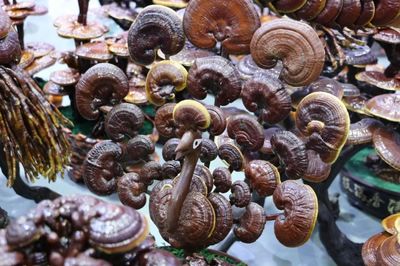 深入中國清豐食用菌博覽會,一睹天下菌菇風采!