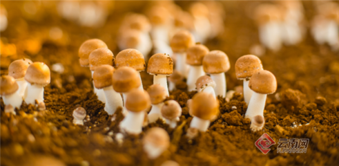云南野生食用菌產業發展任重而道遠