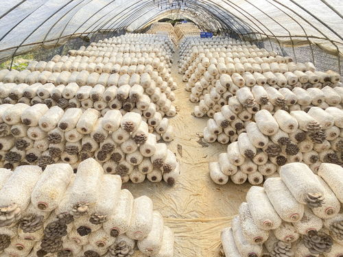 開陽永溫雙合村,新鮮食用菌