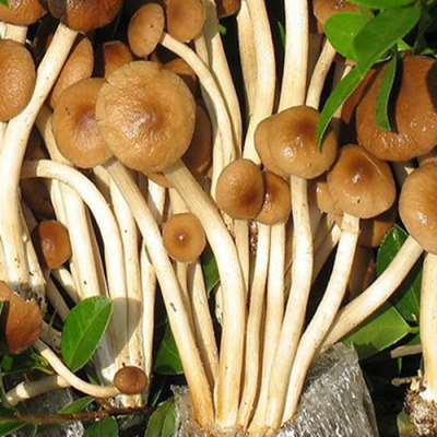 茶樹菇：福建特產的食用菌及其功效