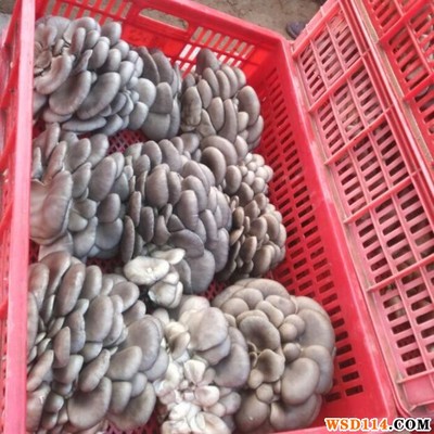 自種鮮平菇 綠色健康，營養豐富的家庭食用菌