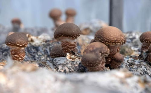 黃龍瓦子街鎮食用菌基地 擴規模促增收 助力鄉村振興