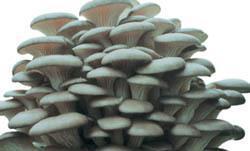 姬菇高密市暢想食用菌種植專業合作社 推動食用菌產業發展