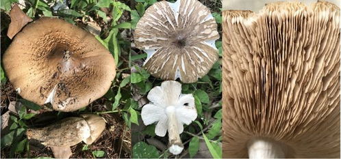 雞樅菌 白蟻栽培的美味食用菌