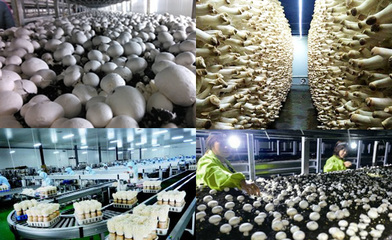 食用菌工廠化 現代農業的綠色革命