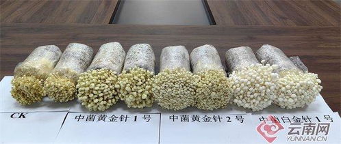 云南3個擁有自主知識產權的金針菇工廠化新品種通過鑒定