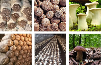 大道至簡 食用菌生長發育的三大核心條件