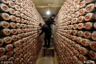 棗莊食用菌 從小城走向大都市的綠色珍品