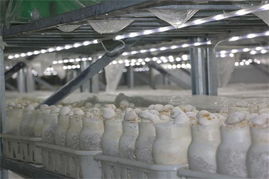 探秘河南世紀香食用菌工廠化生產基地 科技賦能，綠色健康新典范